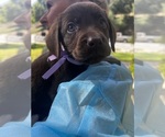 Small Photo #16 Labrador Retriever Puppy For Sale in SIMI VALLEY, CA, USA
