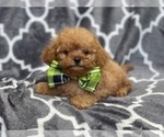 Small Photo #18 Cavapoo Puppy For Sale in LAKELAND, FL, USA