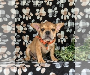 French Bulldog Puppy for sale in QUARRYVILLE, PA, USA