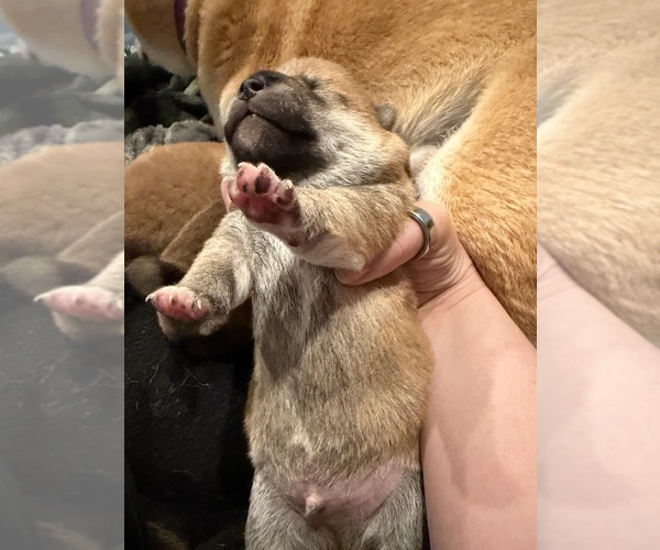 Medium Photo #3 Shiba Inu Puppy For Sale in ZIONSVILLE, IN, USA