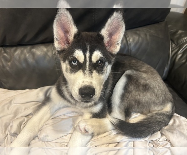 Medium Photo #1 Siberian Husky Puppy For Sale in HIGH RIDGE, MO, USA