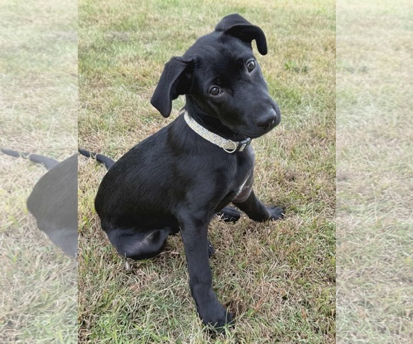 Medium Photo #2 Mutt Puppy For Sale in Des Moines, IA, USA