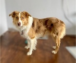 Small Photo #1 Miniature Australian Shepherd Puppy For Sale in LULING, TX, USA