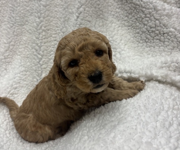 Medium Photo #1 Goldendoodle mix (+ Poodle Miniature) Puppy For Sale in ROANOKE, IN, USA