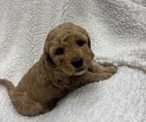 Medium Goldendoodle mix (+ Poodle Miniature)