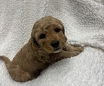 Puppy Nugget Goldendoodle mix (+ Poodle Miniature)