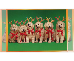 Golden Retriever Puppy for Sale in WASHINGTON COURT HOUSE, Ohio USA