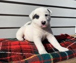 Mickey - Female Australian Cattle Dog Puppy for Sale - Photo #4