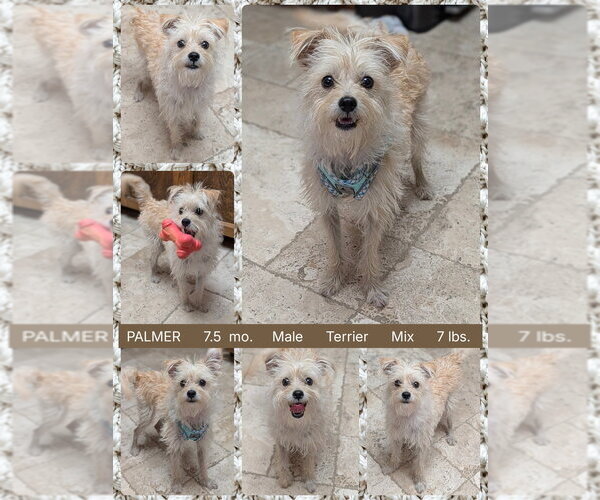 Medium Photo #1 Mutt Puppy For Sale in Mesa, AZ, USA