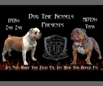 Small Photo #4 Olde English Bulldogge Puppy For Sale in POUGHKEEPSIE, NY, USA