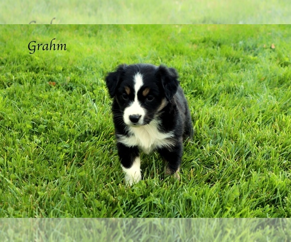 Medium Photo #6 Australian Shepherd Puppy For Sale in SUISUN CITY, CA, USA