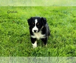 Small Photo #6 Australian Shepherd Puppy For Sale in SUISUN CITY, CA, USA