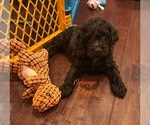 Puppy Puppy 3 Cockapoo