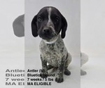 Small #4 Bluetick Coonhound Mix
