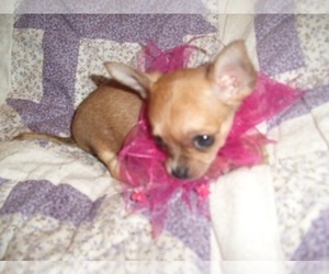 Chihuahua Puppy for sale in JACKSON, MS, USA