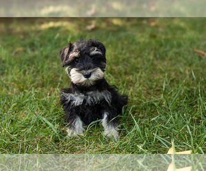 Schnauzer (Miniature) Puppy for sale in NAPPANEE, IN, USA