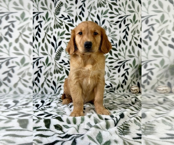 Medium Photo #4 Golden Retriever Puppy For Sale in GREENFIELD, IN, USA