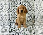 Small #3 Golden Retriever