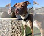 Small #8 Boxer Mix