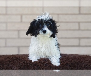 Cavachon Puppy for sale in ROANOKE, IL, USA