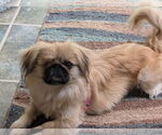 Small #2 Pekingese