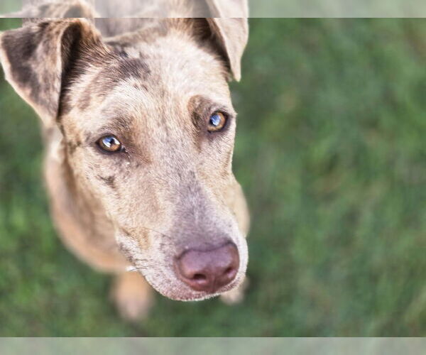 Medium Photo #3 Catahoula Leopard Dog-Unknown Mix Puppy For Sale in Boston, MA, USA