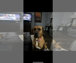 Small #3 Boxer Mix