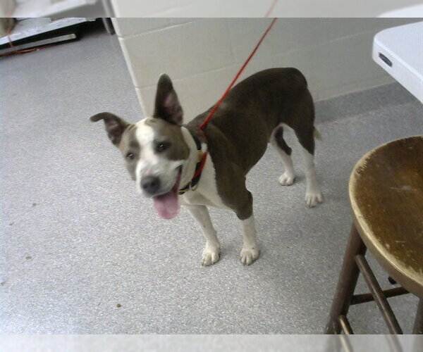 Medium Photo #1 Staffordshire Bull Terrier-Unknown Mix Puppy For Sale in Pasadena, TX, USA