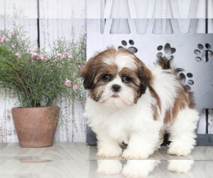 Shih Tzu Puppy for sale in MARIETTA, GA, USA