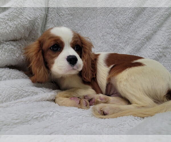 Medium Photo #7 Cavalier King Charles Spaniel Puppy For Sale in Lincolnwood, IL, USA