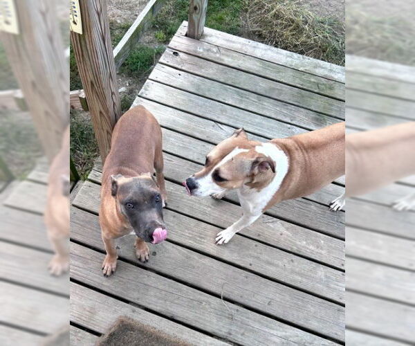 Medium Photo #12 Mutt Puppy For Sale in Sebec, ME, USA