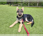 Small #21 German Shepherd Dog