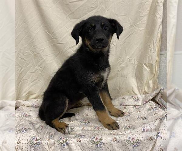 Medium Photo #1 German Shepherd Dog-Unknown Mix Puppy For Sale in Modesto, CA, USA