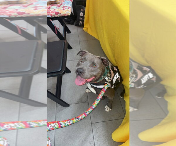 Medium Photo #39 American Staffordshire Terrier-Unknown Mix Puppy For Sale in Lake Forest, CA, USA