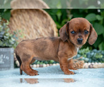 Small #2 Dachshund