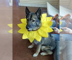 Small #8 German Shepherd Dog