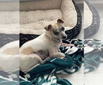 Small #1 Chihuahua Mix