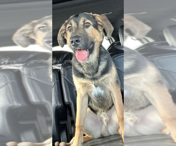 Medium Photo #1 Mutt Puppy For Sale in Lake City, MI, USA