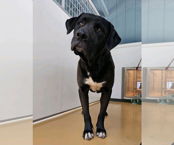 Medium Photo #1 Mutt Puppy For Sale in Elmsford, NY, USA