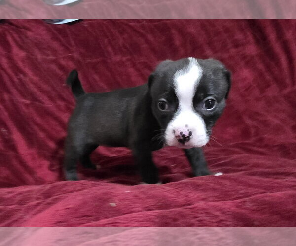 Medium Photo #5 Mutt Puppy For Sale in McKinney, TX, USA