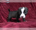 Small #4 Mutt