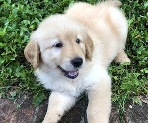 Golden Retriever Puppy for sale in CANEYVILLE, KY, USA