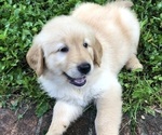 Image preview for Ad Listing. Nickname: Litter of 9