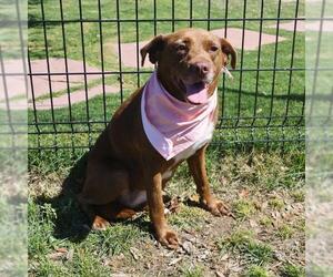 American Staffordshire Terrier-Unknown Mix Dogs for adoption in San Antonio, TX, USA
