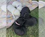 Puppy 3 Labrador Retriever