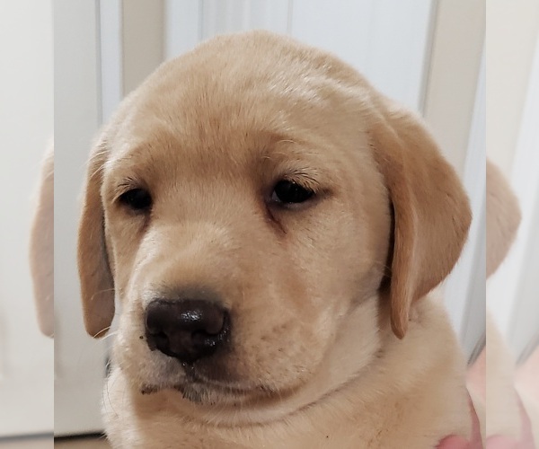 Medium Photo #79 Labrador Retriever Puppy For Sale in OLYMPIA, WA, USA