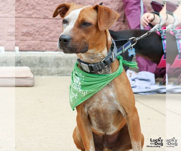 Medium Photo #9 Red Heeler-Unknown Mix Puppy For Sale in Washington, DC, USA