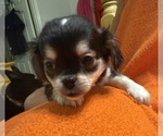 Small #5 ShiChi