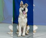 Small Photo #2 German Shepherd Dog-Siberian Husky Mix Puppy For Sale in Pasadena, CA, USA