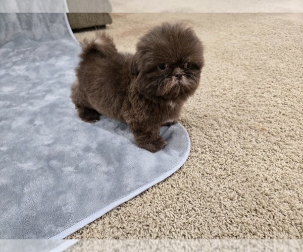 Medium Photo #12 Shih Tzu Puppy For Sale in CARLYLE, IL, USA